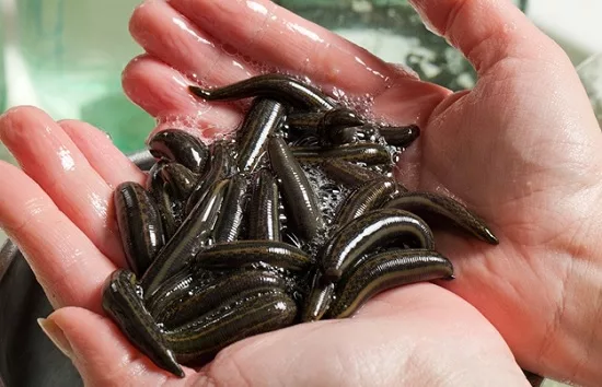 Более 90 тысяч пиявок один из пассажиров пытался провести в Турцию самолетом