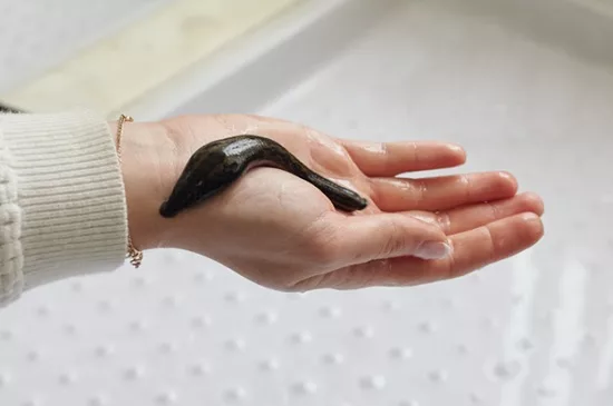 Более 90 тысяч пиявок один из пассажиров пытался провести в Турцию самолетом