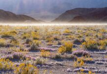 Уникальное явление в Долине Смерти США