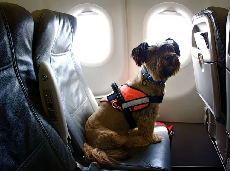 Хорошие новости для владельцев собак: одна из авиакомпаний меняет правила перевозки! 2 Путешествия с домашними животными