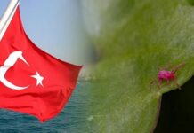 Будьте осторожны на природе: в Турции фиксируется активность клещей