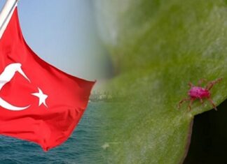 Будьте осторожны на природе: в Турции фиксируется активность клещей