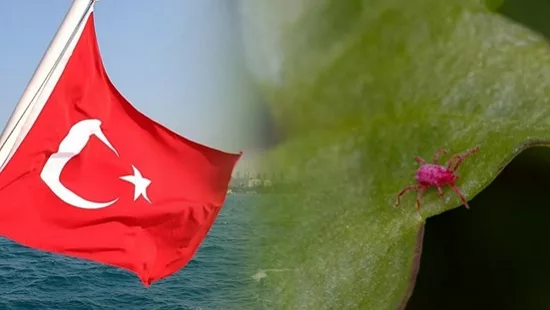 Будьте осторожны на природе: в Турции фиксируется активность клещей