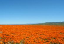 цветочный туризм