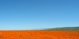 5 мест, которые пользуются особым спросом в 2026 году! цветочный туризм