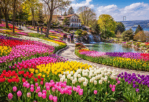 До фестиваля тюльпанов в Турции осталось совсем немного! фестиваль тюльпанов в Турции