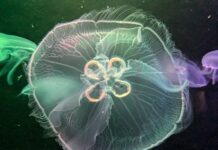 Собираетесь на Пхукет? Будьте осторожны! медуза вида Aurelia