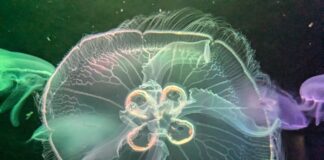 Собираетесь на Пхукет? Будьте осторожны! медуза вида Aurelia