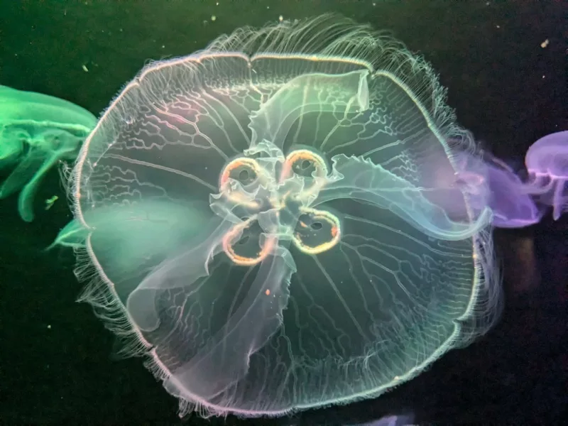 Собираетесь на Пхукет? Будьте осторожны! 1 медуза вида Aurelia