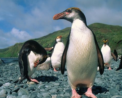 Group-of-royal-penguins-self-preening