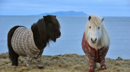 Шетландские пони - местная достопримечательность