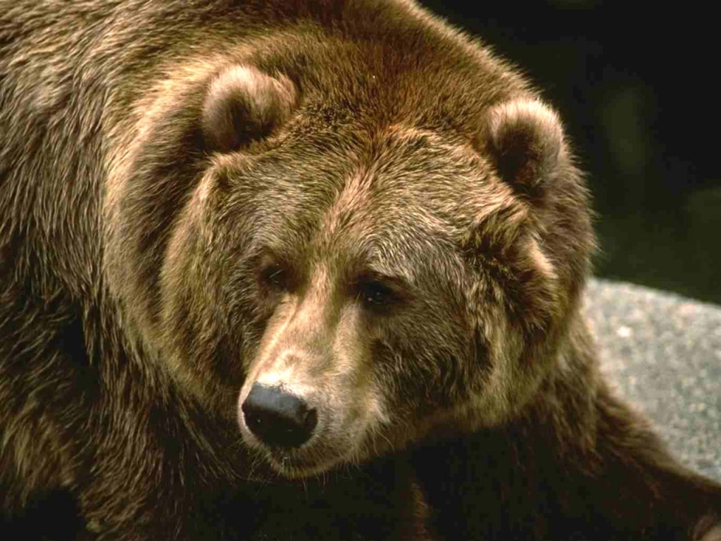 Школьников под Белогорском напугал выскочивший из кустов медведь