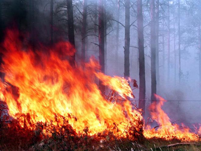 211 человек боролись с лесными пожарами минувшей ночью