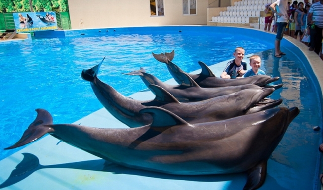 шоу с дельфинами в анапе