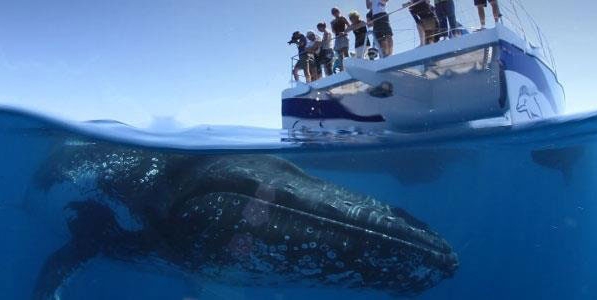 за китами лучше наблюдать с собственной яхты