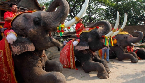 парк слонов в таиланде