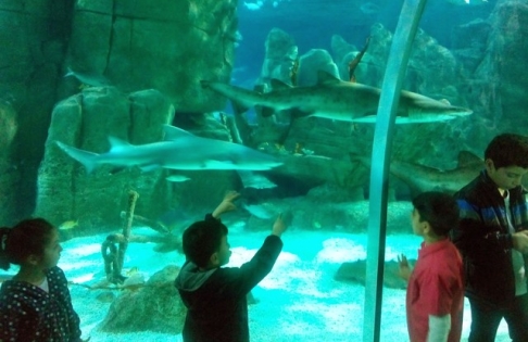 İstanbul Sea Life Aquarium