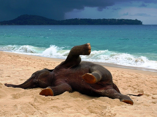 даже слоны в восторге от пляжей пхукета